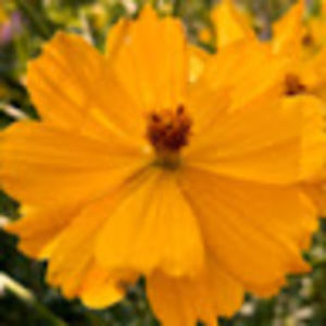 Meet your Posher, Audrey